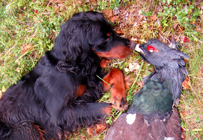 Tiur og hund Tiur og hund